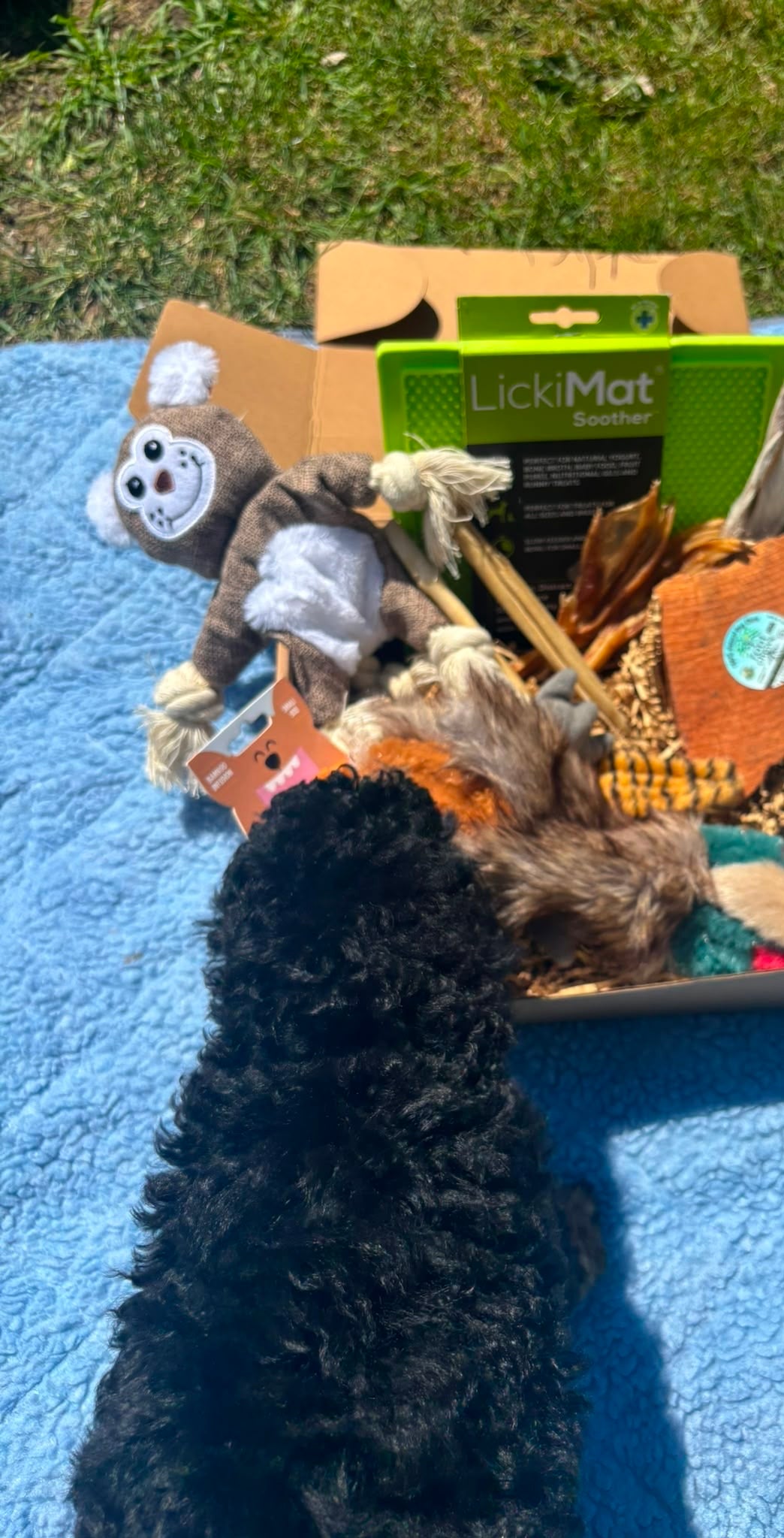 A dog toy box filled with various dog toys, including a plush monkey and a green LickMat, placed on a blue blanket outdoors with grass visible in the background.