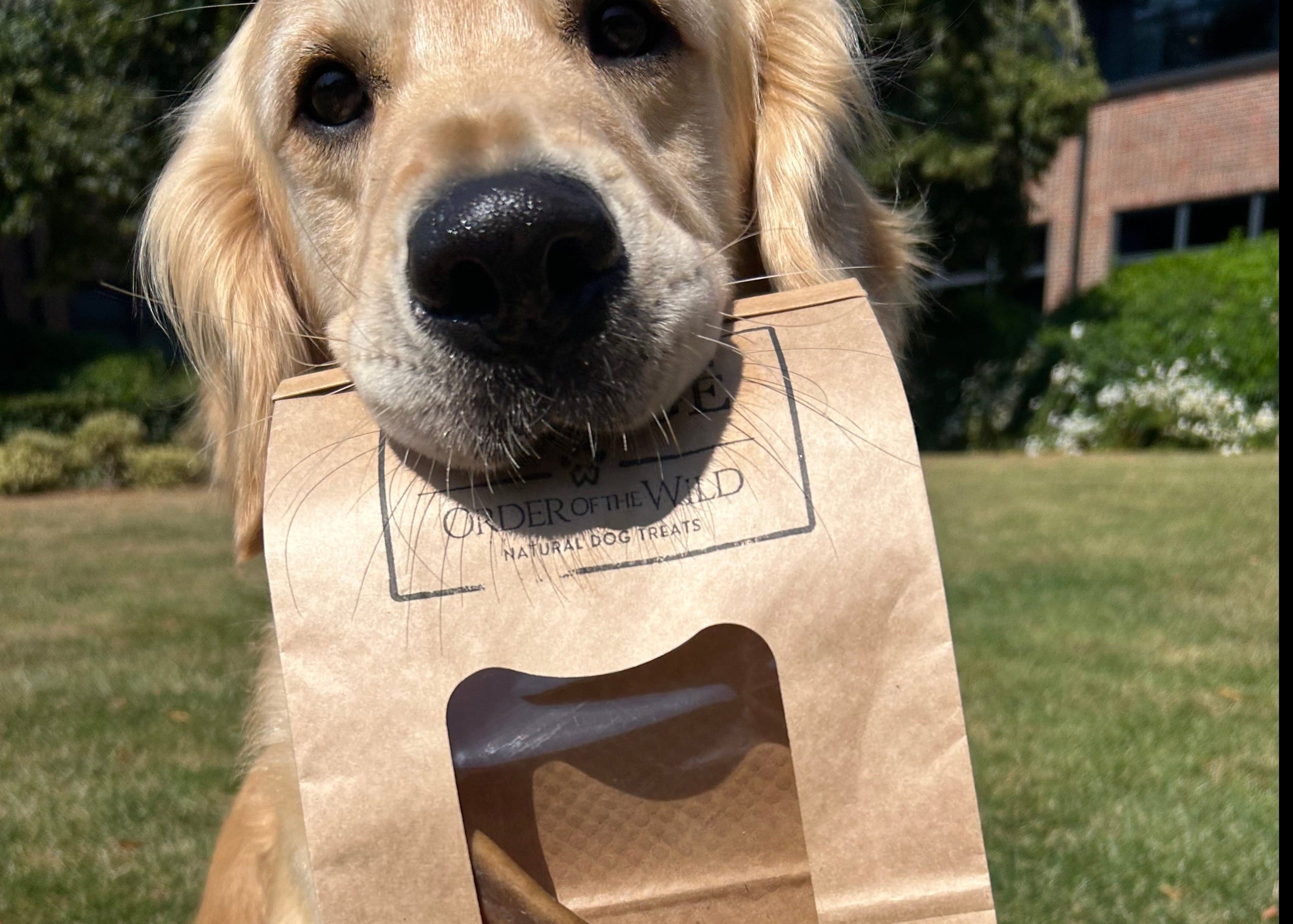 A golden retriever dog wearing a brown paper bag with a window over its head, lying on a green grass lawn.