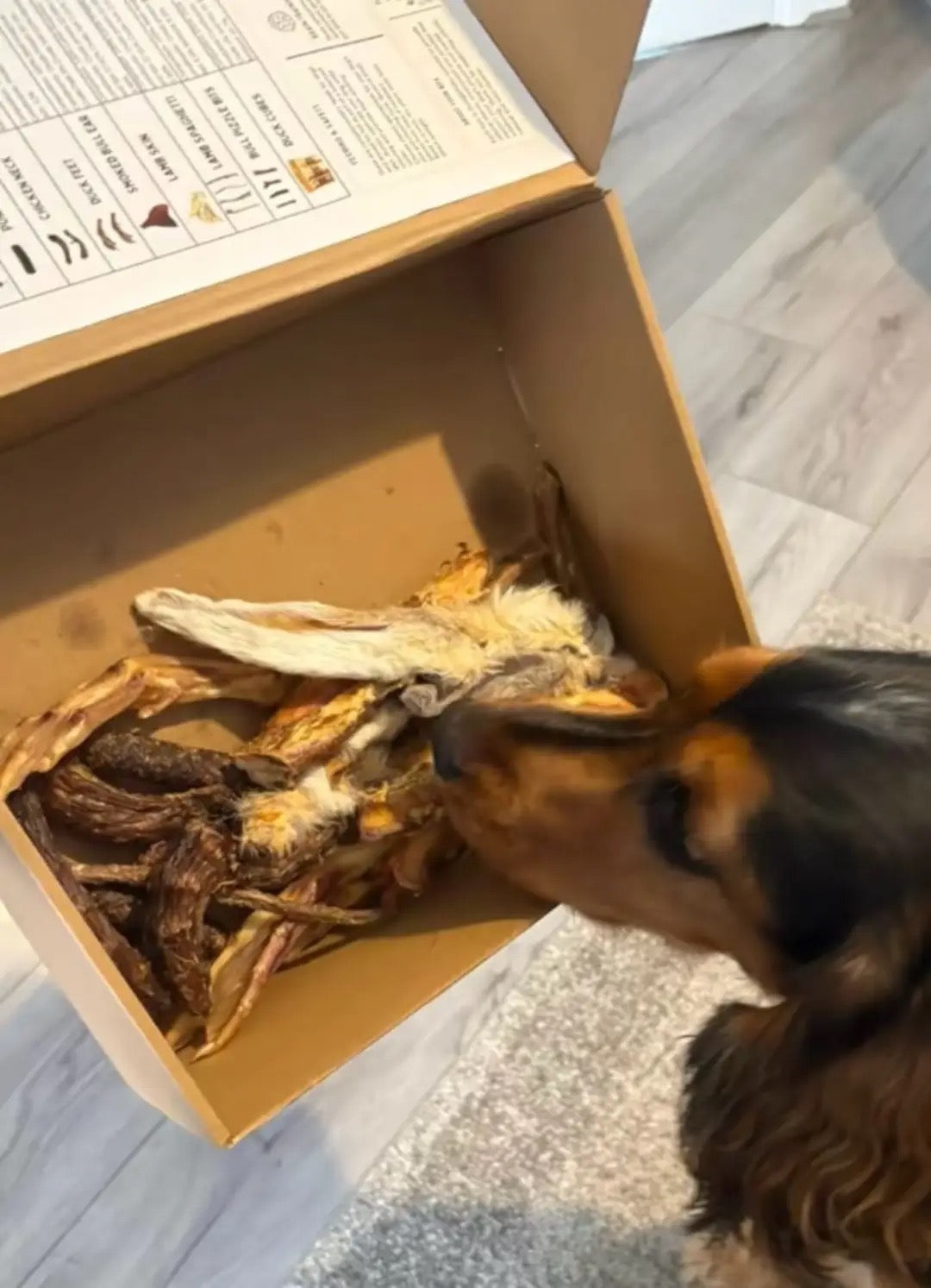 A spaniel dog is shown sniffing treats inside an open cardboard box on a gray carpeted floor with light wood flooring in the background.