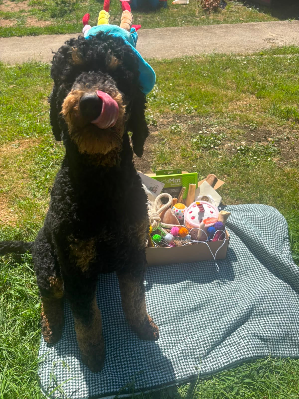 A black and tan poodle sitting on a blue-and-white checkered blanket outdoors on grass, with a cardboard box of colorful dog toys beside it and a bright blue toy hat on its head.