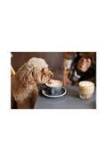 Dog drinking a coffee in a cafe