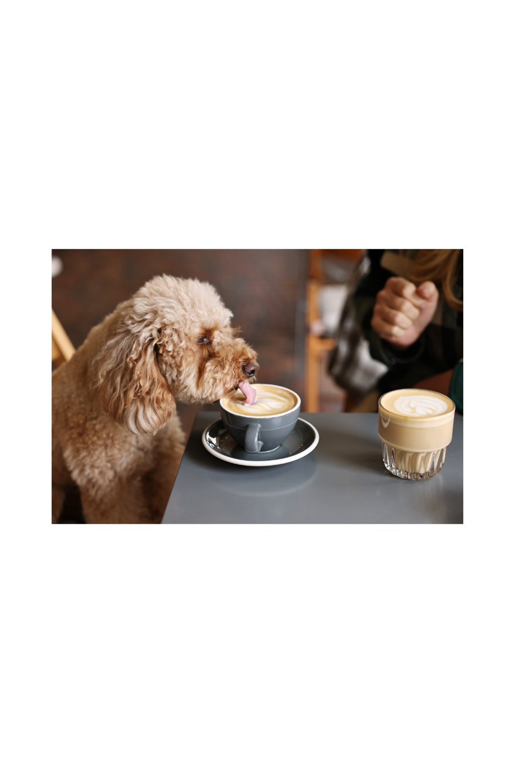 Dog drinking a coffee in a cafe